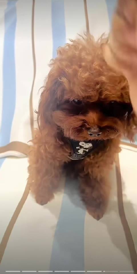 好乖的仔江衡李沛恩