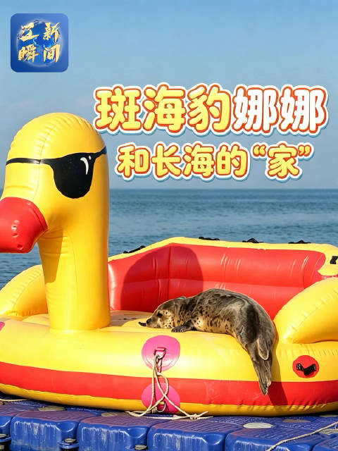一只斑海豹带火辽宁这座岛