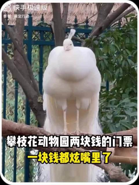 攀枝花动物园两块钱的门票，一块九都炫嘴里了