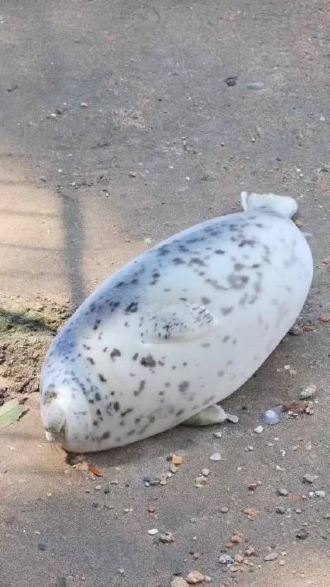 来，看海豹！