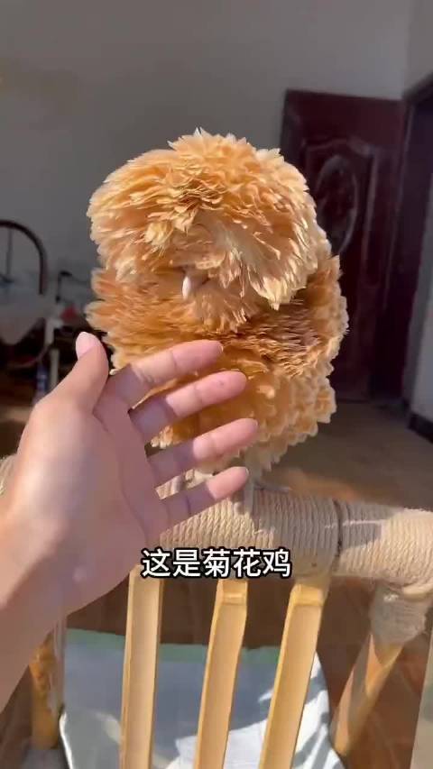 动物被淋湿后的表情