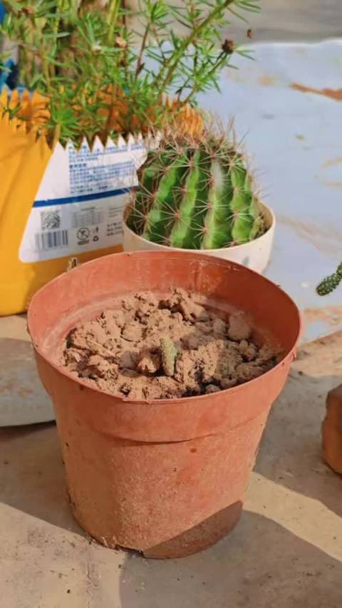 毛毛虫沿着花盆边缘爬行，看得我都累了，花盆是圆的…