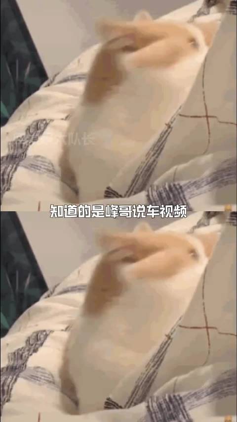 车评圈松弛感就峰哥这样