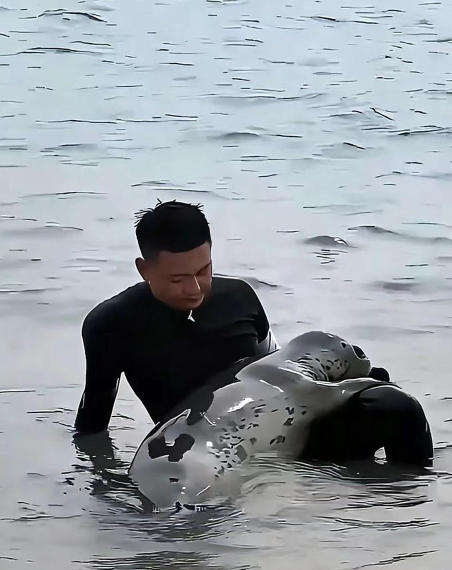 新知|人豹情未了！网红海豹娜娜为何这么黏人