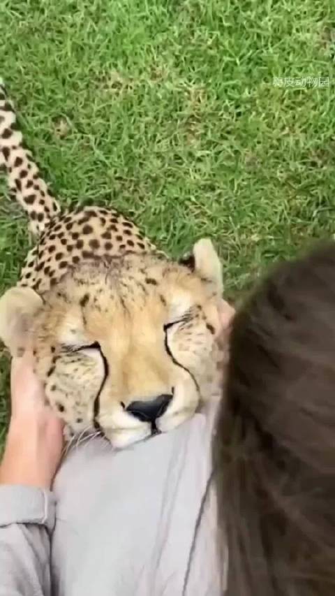 猎豹为什么不攻击毫无边界感的人类？ 动物世界戴维说科普