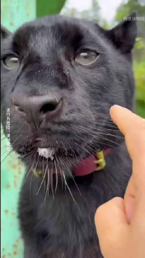 你以为黑豹只有凶猛？这些画面颠覆你的认知！ 猫咪财财说科普