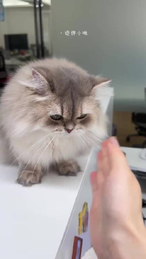哥哥回京能不能拍这个露脸版