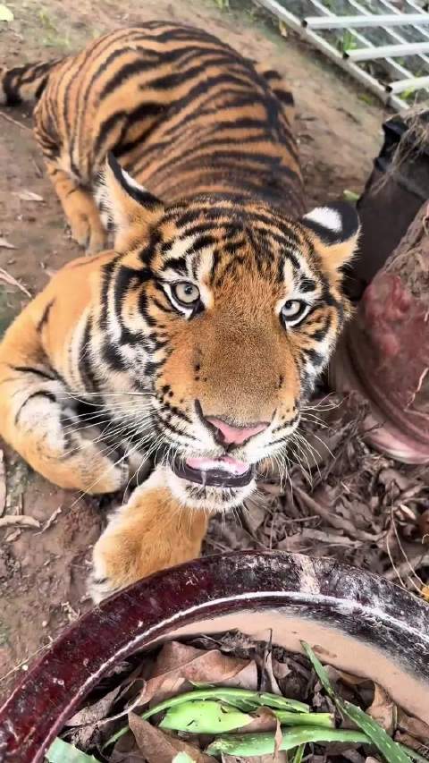 为什么经过人类饲养的猛兽，就会变的呆呆的？ 动物世界明明说科技