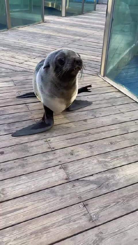 这种海豹危险吗？ 海洋馆婷婷讲科普