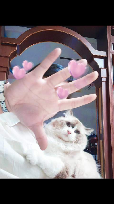 看镜头的猫咪