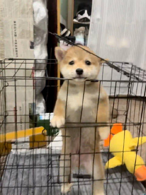 两个月的小柴犬表演越狱