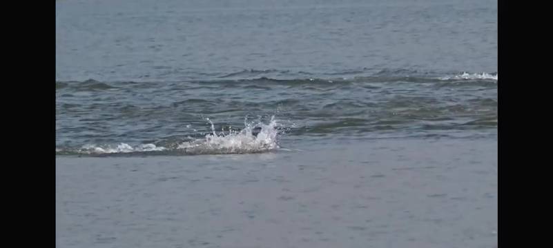 孙杨亮相全国马拉松游泳锦标赛，走水效率依旧无可比拟，水感绝佳