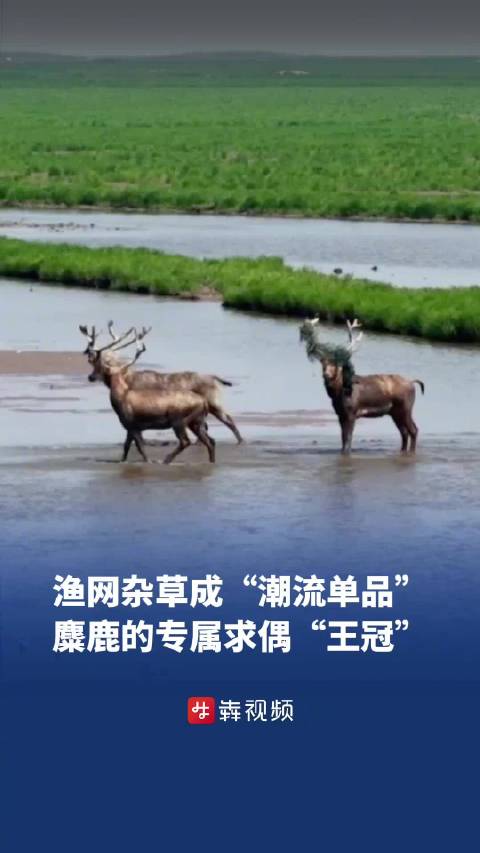 麋鹿头顶杂草渔网似戴王冠 ，这是麋鹿的专属求偶“王冠”丨神奇生物在哪里