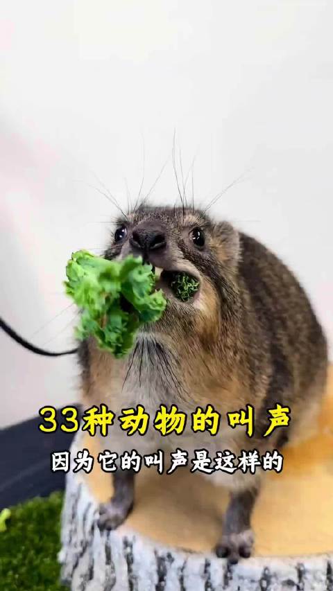 你们试过一口气看完33种动物的叫声吗？