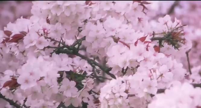 张柏芝与天王合作《浪漫樱花》前奏引千禧年回忆