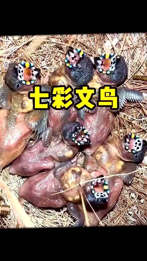 七彩文鸟小时候有多丑，从怪嘴雏鸟到彩虹小鸟