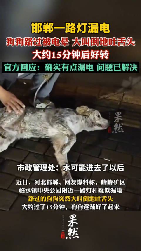 小狗路过路灯杆被电晕约15分钟后恢复