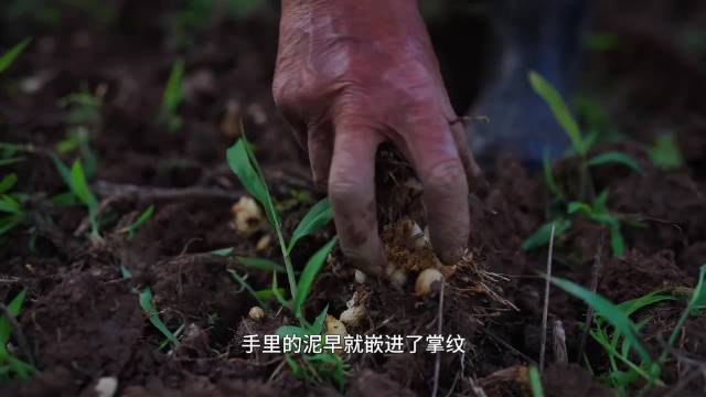 宁波北仑711路公交11年每日5:15载菜农进城