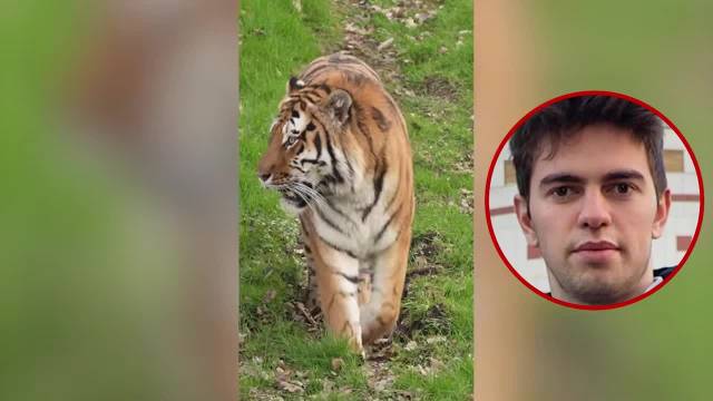 英国动物园被虎咬死男子确认为童星威廉·查普曼