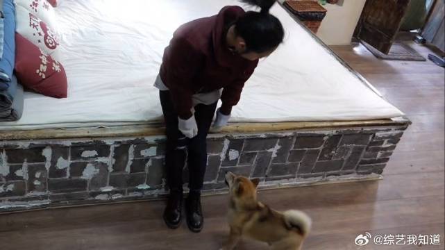 白百何怕狗被追大喊救命，何炅急忙来救驾
