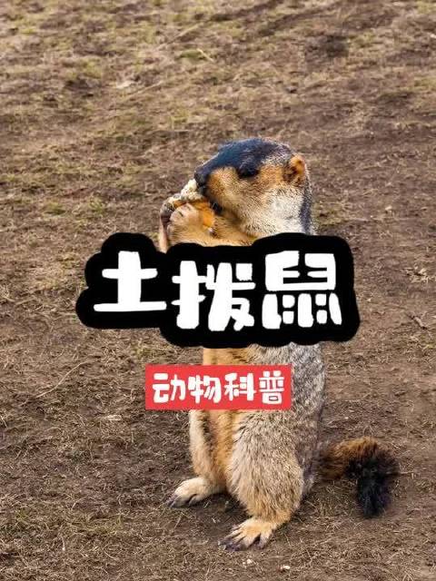 土拨鼠学名旱獭，哪吒来收它