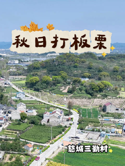 慈城秋日打栗子出圈走红