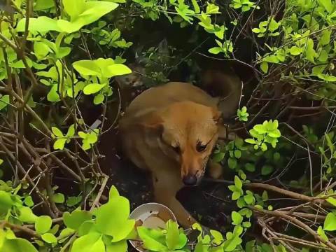 宣城高铁站小黄狗趴地晒太阳，出租车司机都爱黄站长