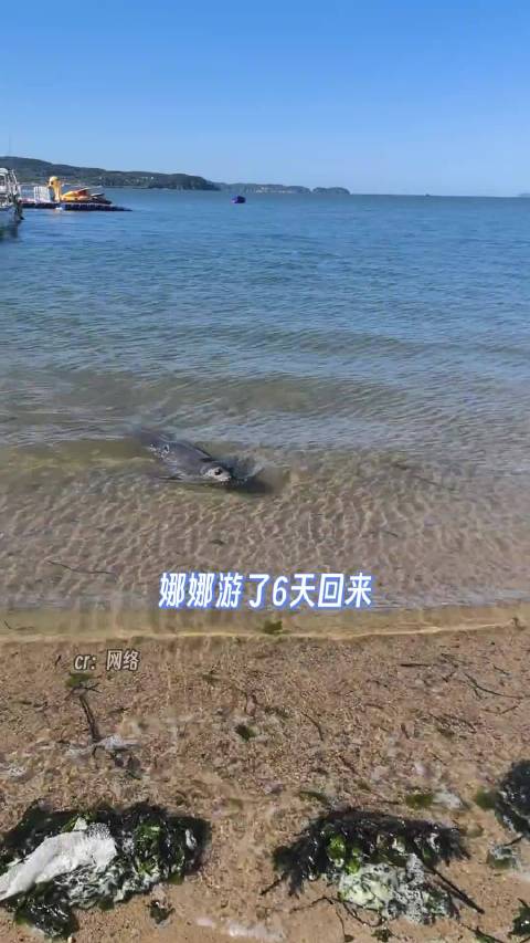 娜娜又又回家了 海豹娜娜