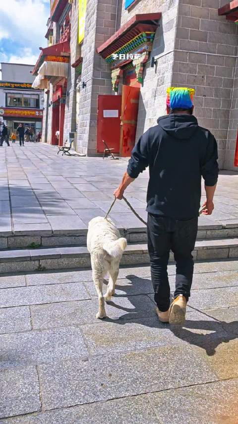 拉萨秋日免费布达拉宫机位 冬日西藏景点免票