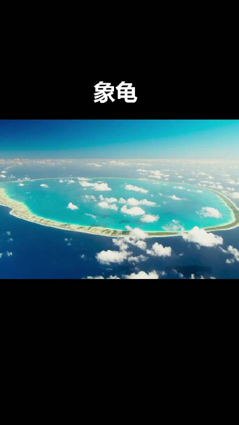 动物世界 象龟，体长可达1.8米，体重可达500斤