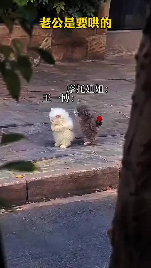 老公是要哄的！ 摩托姐姐胆肥了，敢调\\xi王一博了！…