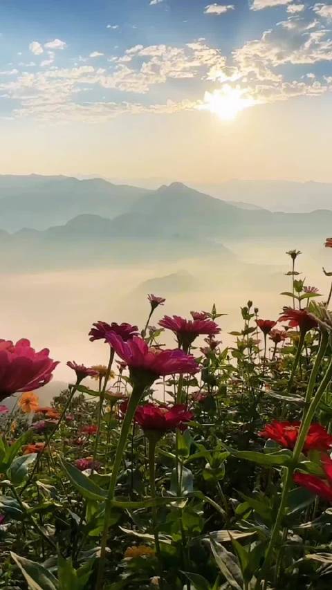 清晨阳光升起云雾绕远山鲜花舒展万物苏醒