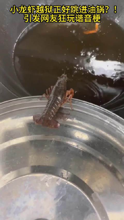 小龙虾越狱跳进油锅 一失足成盘中餐
