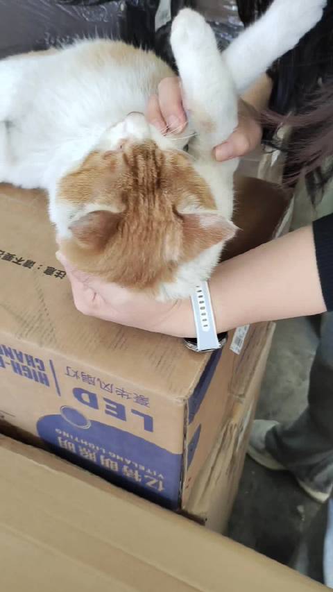 下辈子投胎成猫咪吧，不用工作挣钱操心房车
