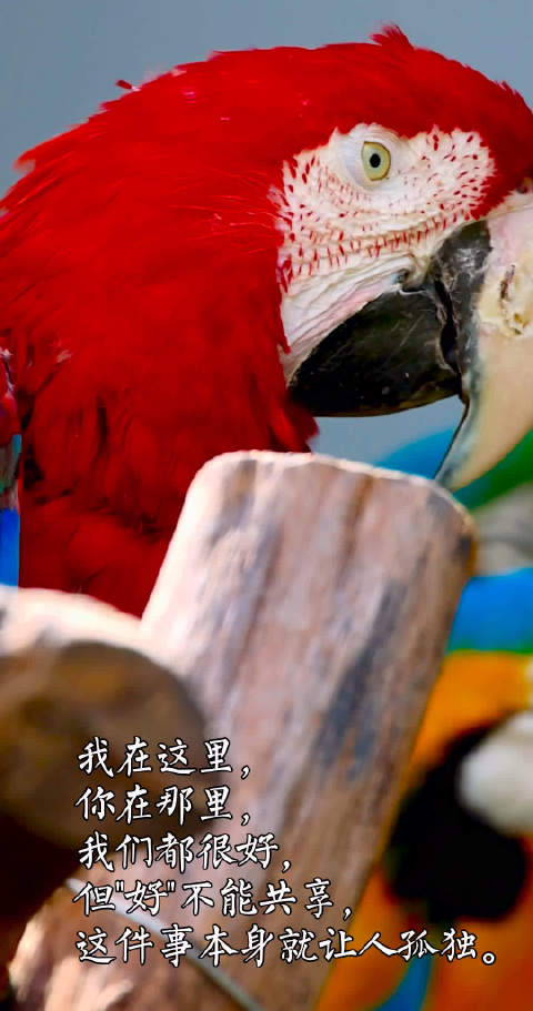 鸟叔直播间目光相接刹那世界忽然安静