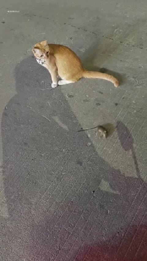 老鼠：奥斯卡欠我一个小金人