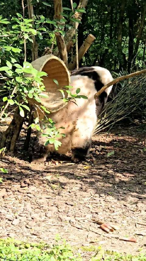 大熊猫花花被拍到好会玩 网友称真正功夫熊猫