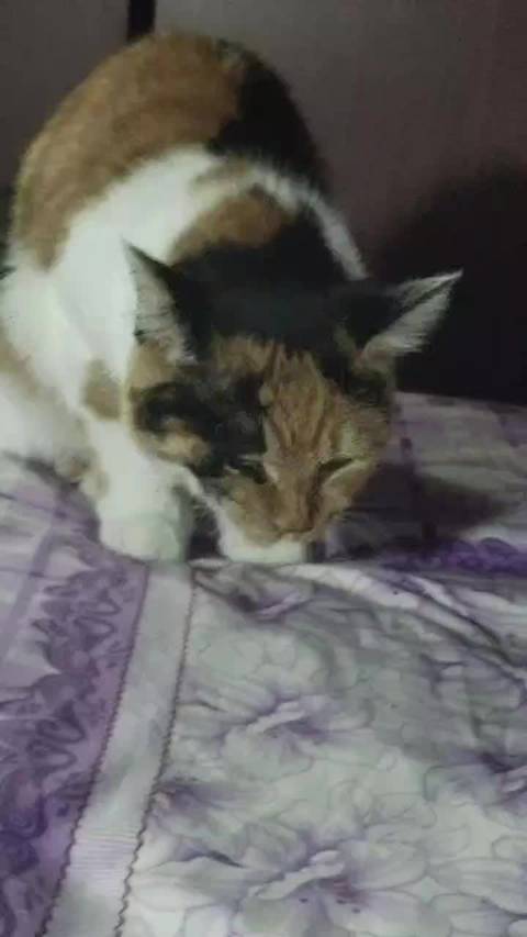 好运连连