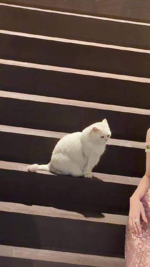 白鹿