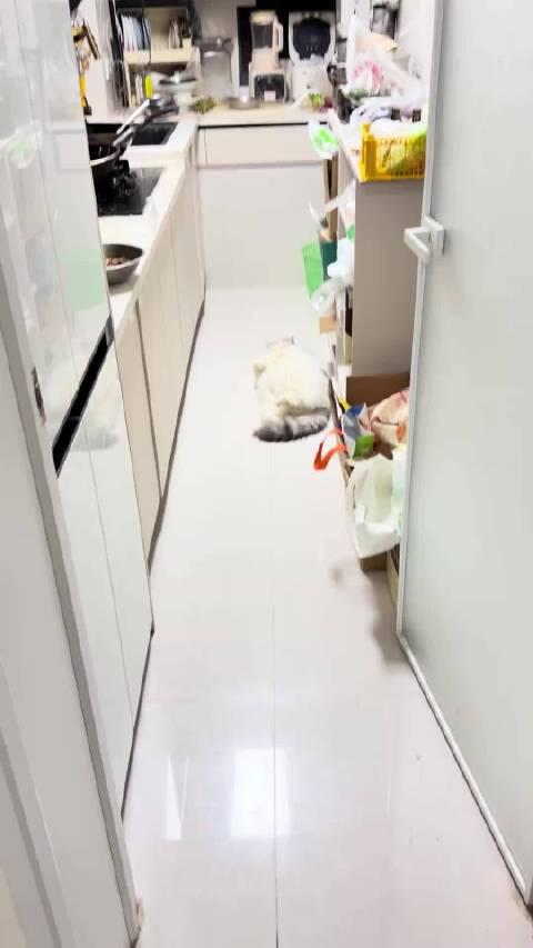 来源 《龙图见多了第一次见龙猫》