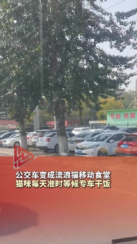 鲅鱼圈公交司机坚持投喂，公交车成流浪猫移动食堂，小猫准时等候专车干饭
