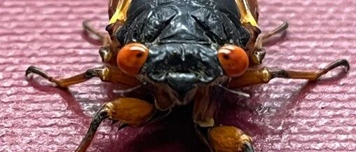 它们因为“睡”得太久,可能正走向灭绝 它们因为“睡”得太久,可能正走向灭绝