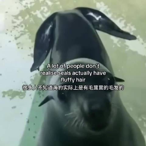 什么海豹和海豚不是一个材质的吗？