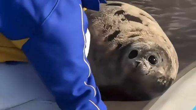 海豹完美弥补了水里没有小猫的遗憾