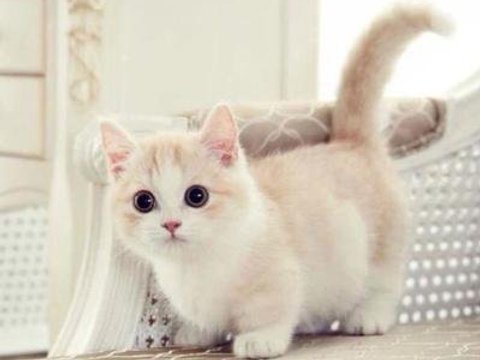 多猫家庭换基础猫粮的观察