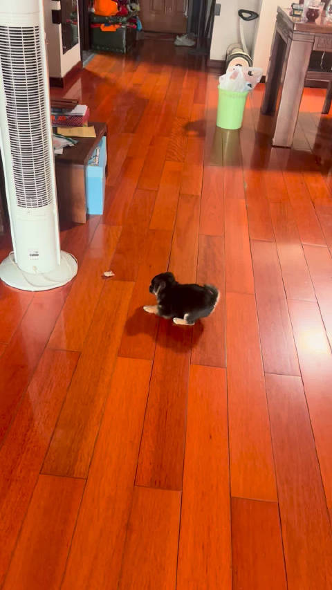 小东西学一次就会定点排便，笼中轻松越狱