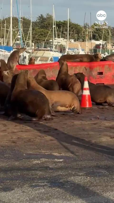 美国加州海狮占领码头道路，警员出动协助驱散