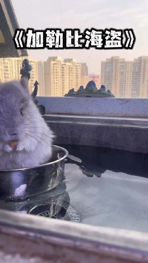 站住！打劫！龙猫萌宠可爱