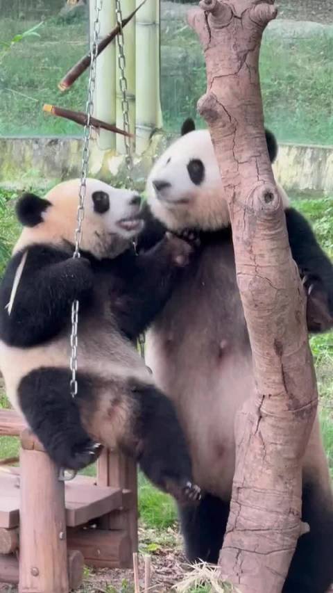 小月亮费劲弄到笋被良月截胡