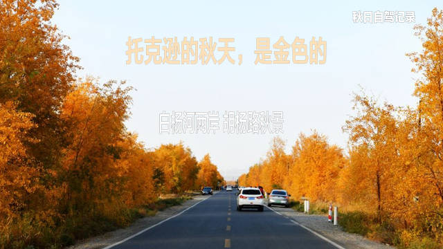 托克逊白杨河两岸胡杨染金 自驾路上秋景如画